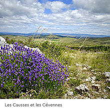 Agrandir l'image (fenêtre modale)